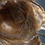 Floare – sculptură în bronz, artist Liviu Bumbu – Liviu Bumbu – O Galerie de Artă
