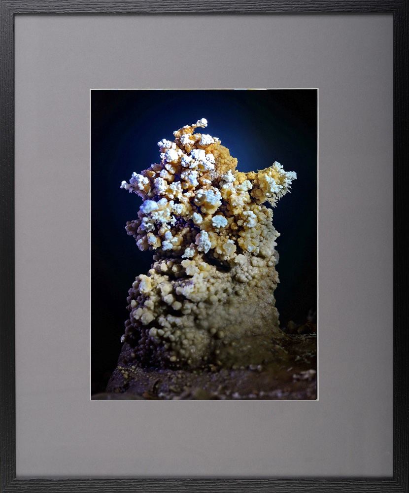 Brăduțul – fotografie, artist Radu Pop – Radu Pop – O Galerie de Artă