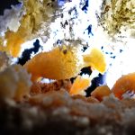 Cuib de înger – fotografie, artist Radu Pop – Radu Pop – O Galerie de Artă
