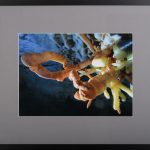 Inflorescențe – fotografie, artist Radu Pop – Radu Pop – O Galerie de Artă