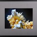 Înflorind în negură – fotografie, artist Radu Pop – Radu Pop – O Galerie de Artă