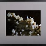 Înșirate mărgăritare – fotografie, artist Radu Pop – Radu Pop – O Galerie de Artă