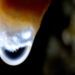 Lacrimi de piatră – fotografie, artist Radu Pop – Radu Pop – O Galerie de Artă