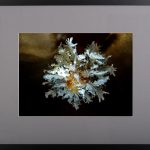 Păpădia împietrită – fotografie, artist Radu Pop – Radu Pop – O Galerie de Artă