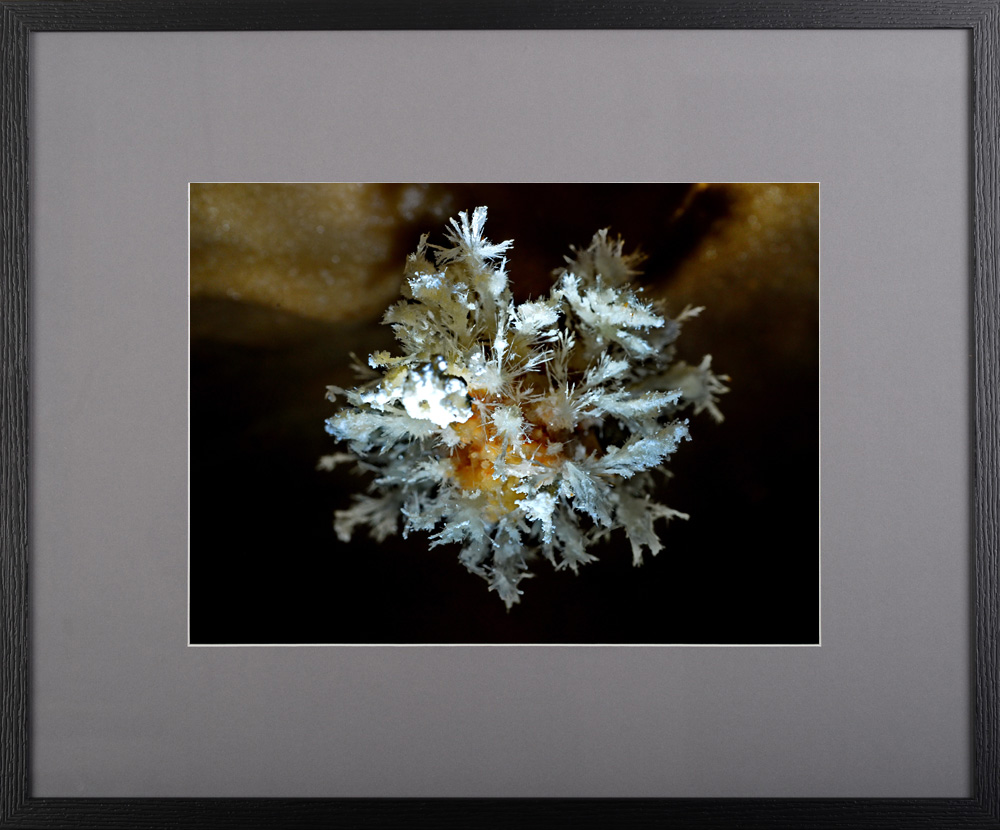 Păpădia împietrită – fotografie, artist Radu Pop – Radu Pop – O Galerie de Artă