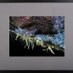 Poeme încrustate – fotografie, artist Radu Pop – Radu Pop – O Galerie de Artă