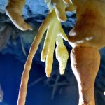 Șoapte minerale – fotografie, artist Radu Pop – Radu Pop – O Galerie de Artă