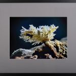 Straluciri în adâncuri – fotografie, artist Radu Pop – Radu Pop – O Galerie de Artă