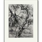 Măr bătrăn – cărbune pe hârtie, artist Björn Reinhardt – Björn Reinhardt – O Galerie de Artă