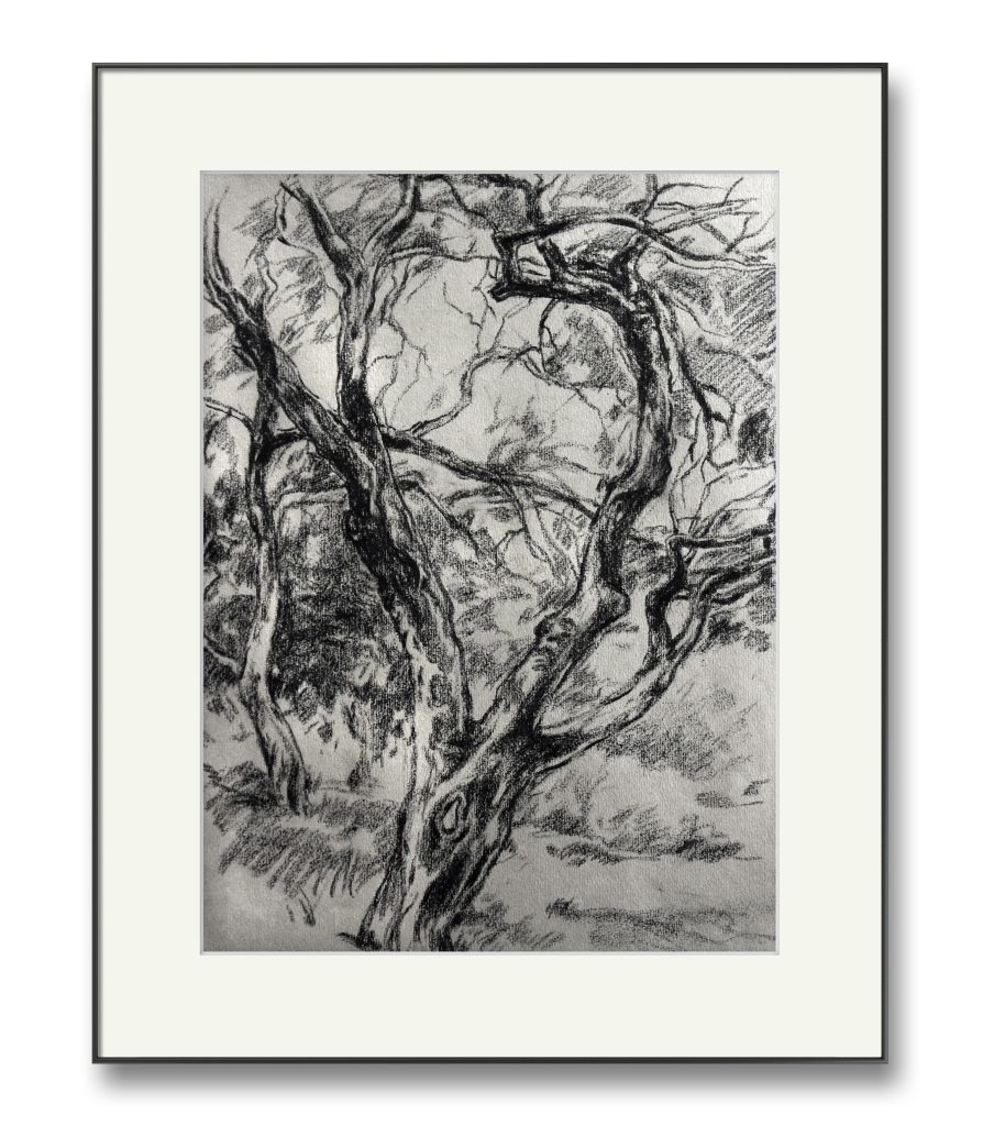 Măr bătrăn – cărbune pe hârtie, artist Björn Reinhardt – Björn Reinhardt – O Galerie de Artă