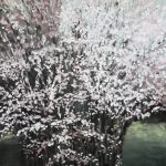 Copac înflorit 1 – pictură în ulei, artist Cristian Porumb – Cristian Porumb – O Galerie de Artă