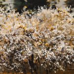 Copac înflorit 8 – pictură în ulei, artist Cristian Porumb – Cristian Porumb – O Galerie de Artă